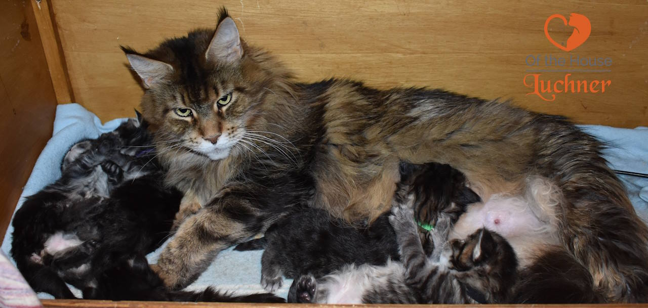 Roxy&Babys